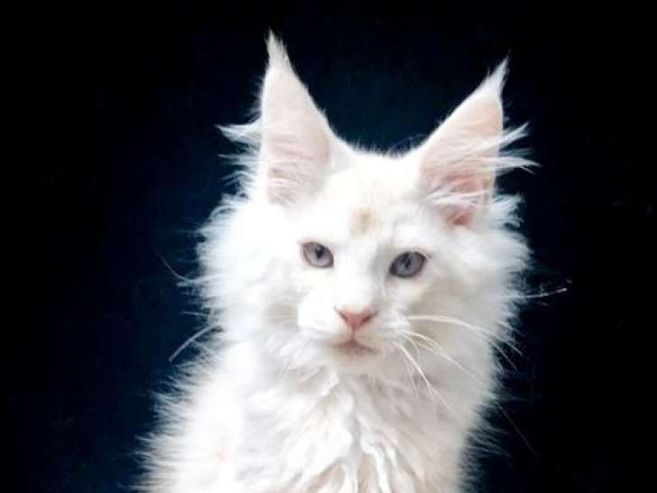 1 chaton mâle Maine Coon LOOF à réserver
