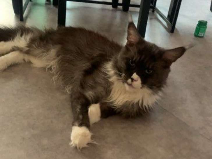 À vendre : un chat Maine Coon LOOF