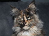 Une chatonne Maine Coon LOOF disponible à la vente