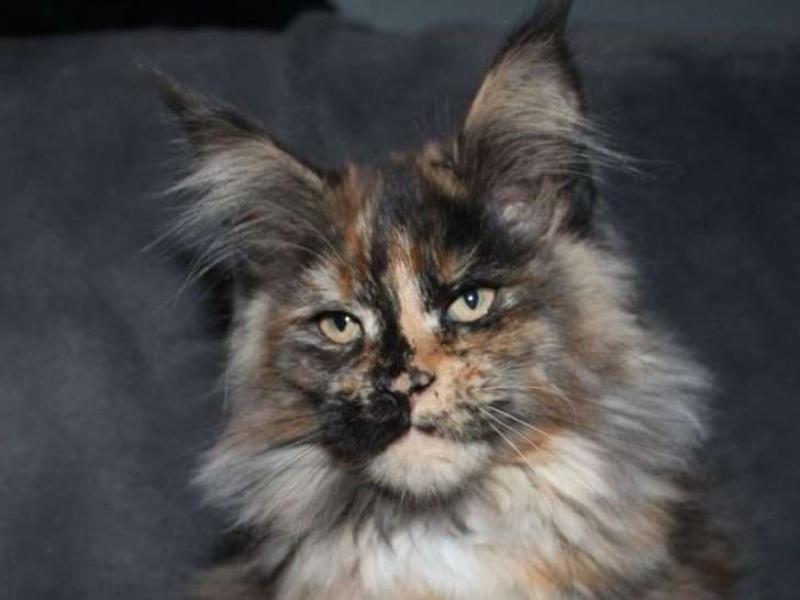 Une chatonne Maine Coon LOOF disponible à la vente
