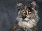 Une chatonne Maine Coon LOOF disponible à la vente