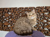 À vendre, un chaton femelle British Shorthair LOOF