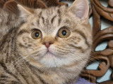 À vendre, un chaton femelle British Shorthair LOOF