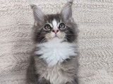 5 chatons Maine Coons LOOF disponibles à la vente