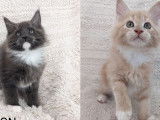 5 chatons Maine Coons LOOF disponibles à la vente