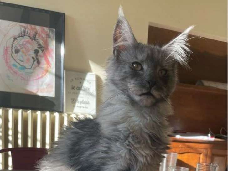 À vendre : 2 chatons femelles Maine Coons LOOF