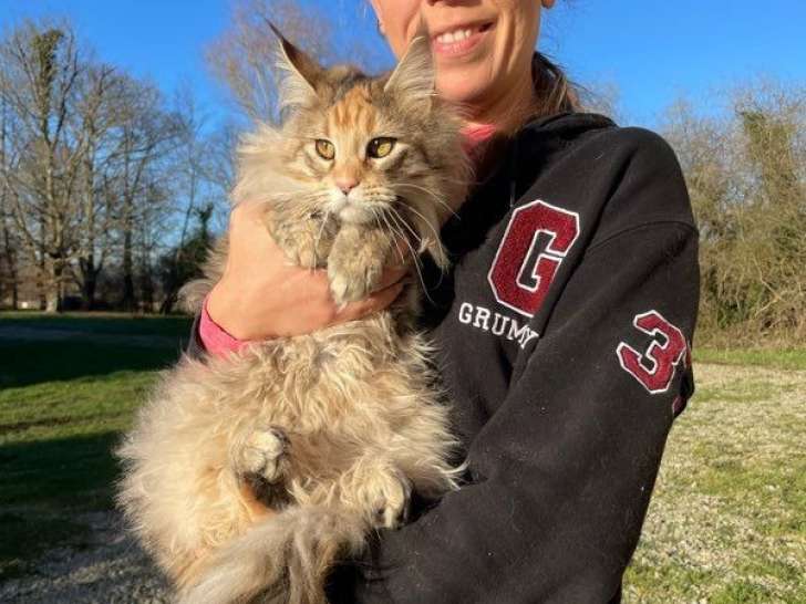 3 chatonnes Maine Coons LOOF disponibles à la vente