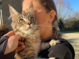 3 chatonnes Maine Coons LOOF disponibles à la vente
