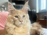 2 chatons Maine Coons LOOF à vendre