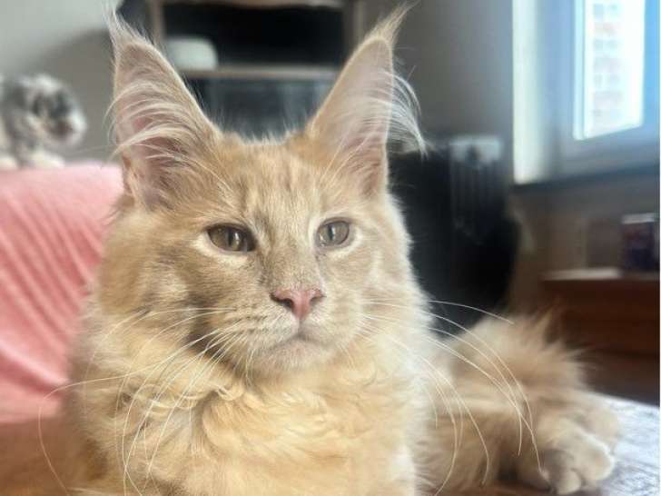2 chatons Maine Coons LOOF à vendre