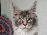 2 chatons femelles Maine Coons LOOF disponibles à la vente