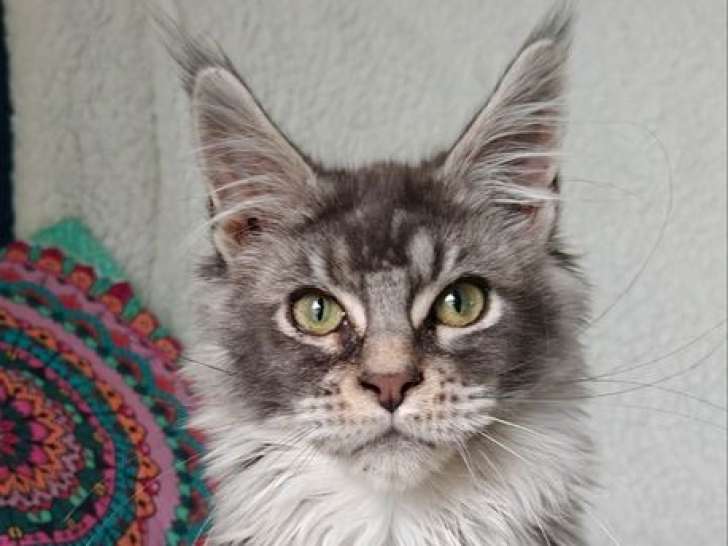 2 chatons femelles Maine Coons LOOF disponibles à la vente