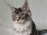 2 chatons femelles Maine Coons LOOF disponibles à la vente