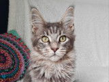 2 chatons femelles Maine Coons LOOF disponibles à la vente