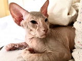 Jeune chat Peterbald nu à vendre