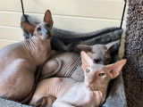 Jeune chat Peterbald nu à vendre