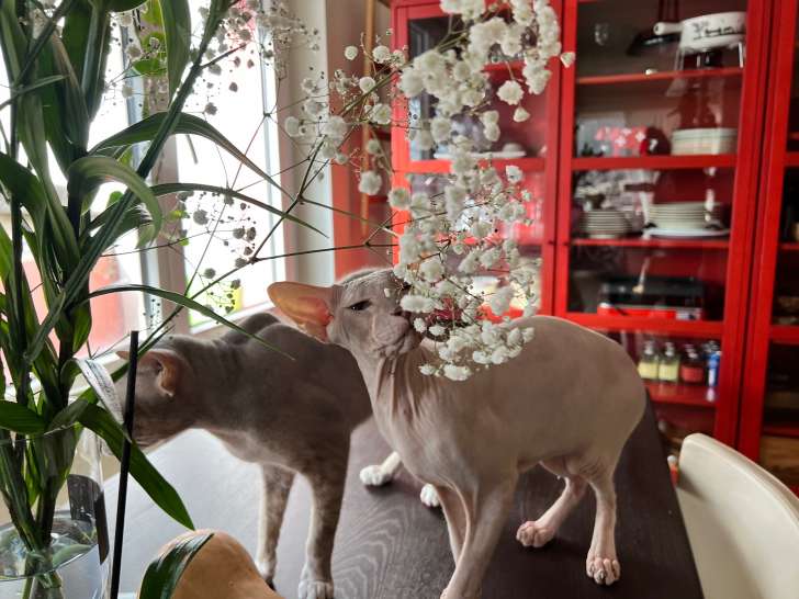 Jeune chat Peterbald nu à vendre