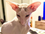 Jeune chaton Peterbald nu à vendre