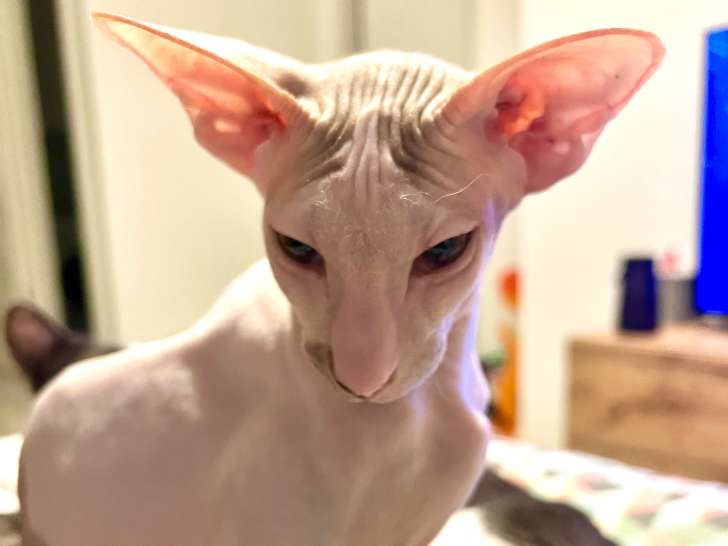 Jeune chaton Peterbald nu à vendre
