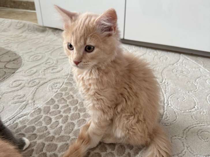 Chatons British Longhair à vendre