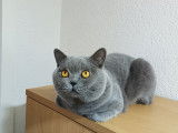 Mâle British Shorthair bleu disponible pour saillie