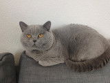 British Shorthair bleu pour saillie extérieure