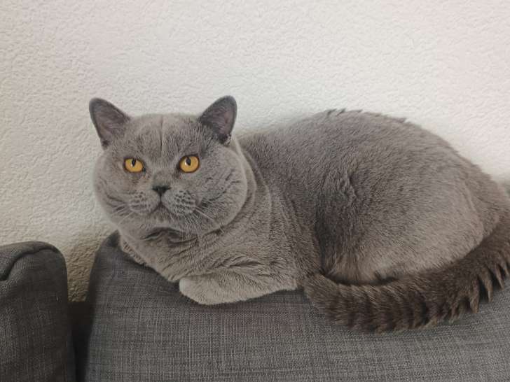 British Shorthair bleu pour saillie extérieure