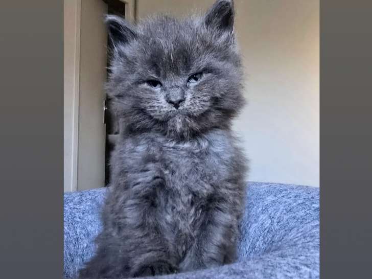 Chatons blue solid