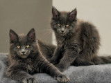 Chatons Maine Coon extrême