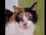 À la recherche d’une famille : chatte adulte