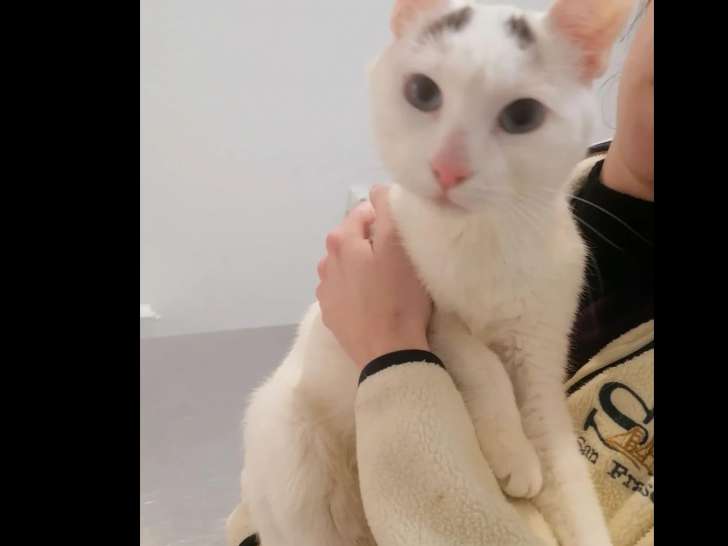 Chatonne de 6 mois en quête d’un foyer