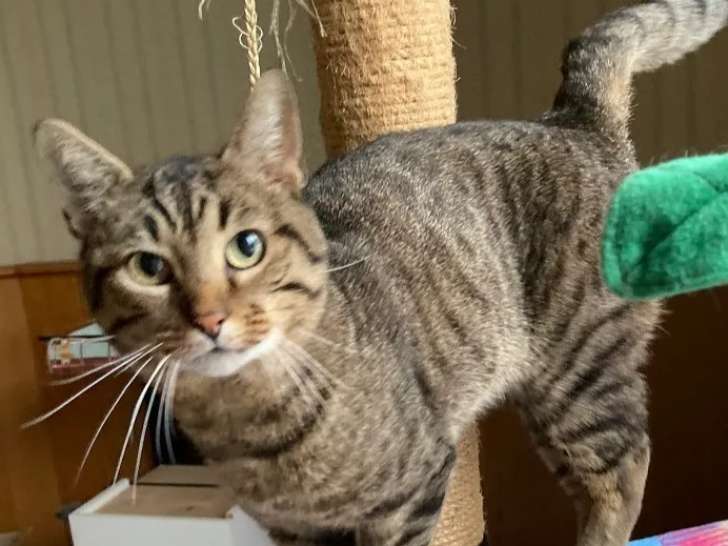 À adopter, chat de 3 ans
