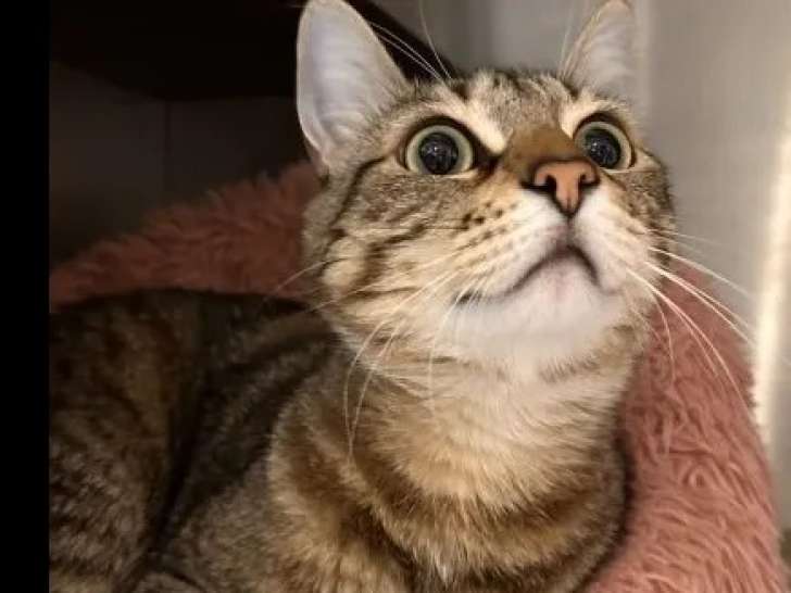 À la recherche d’un foyer, chat de 2 ans