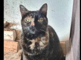 Chatte de 5 ans à adopter