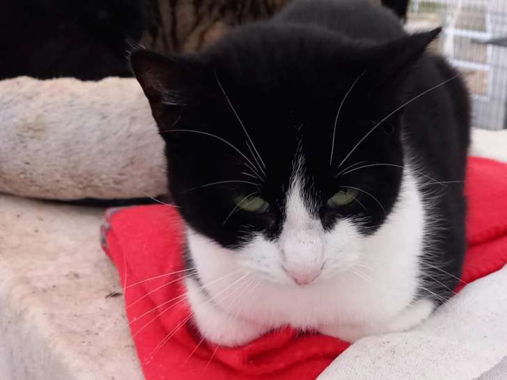 En attente d’un foyer : chatte noir et blanc