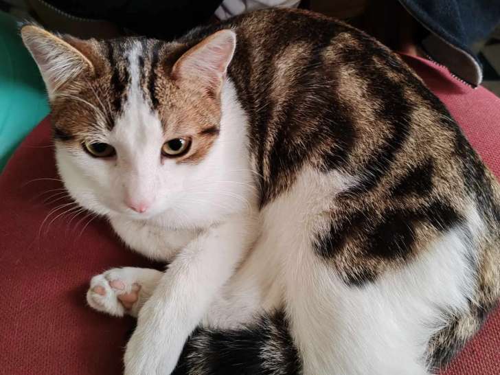 À la recherche d'une famille : chaton mâle de 10 mois