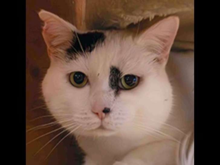 Chat d'un an en attente d’adoption