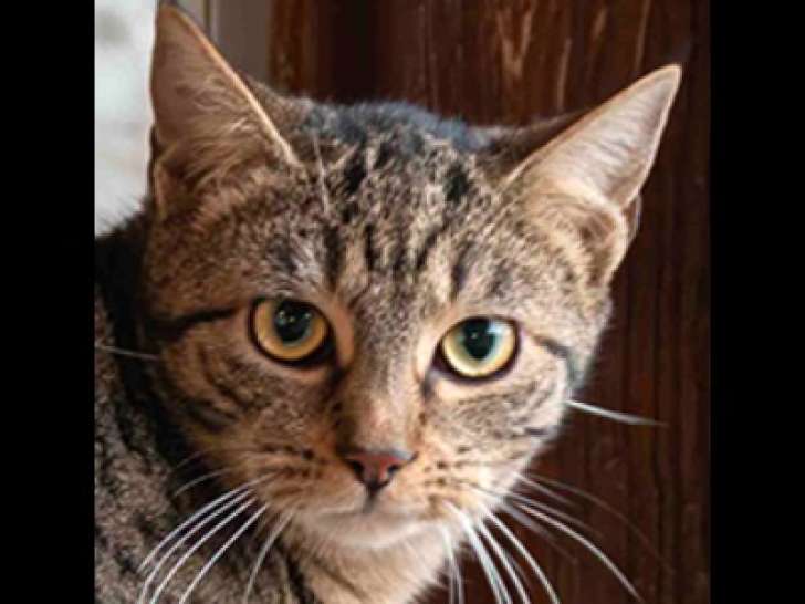 Chatonne de 11 mois en quête d’une famille