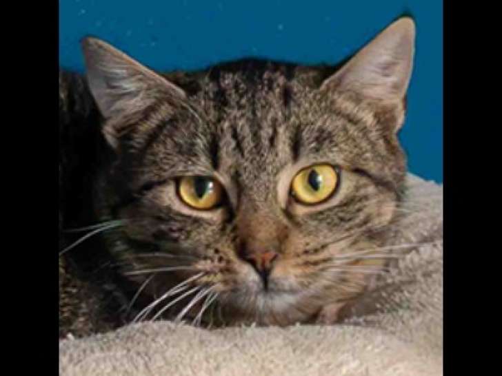 À adopter, chaton femelle tigrée