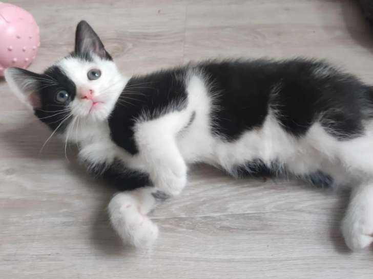 Disponible à l'adoption, chatonne de 3 mois