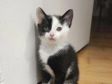 Disponible à l'adoption, chatonne de 3 mois