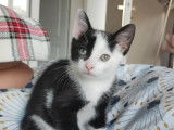 Disponible à l'adoption, chatonne de 3 mois