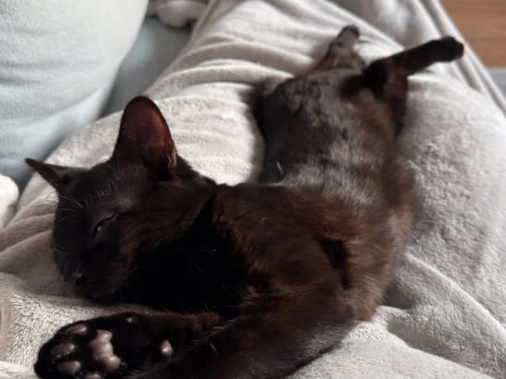 En attente d'adoption, chaton mâle noir