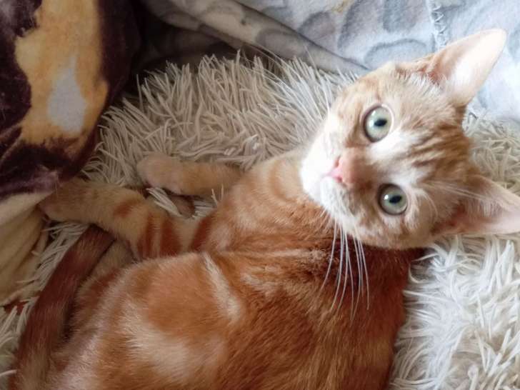 En quête d'une famille, chaton femelle tigré roux
