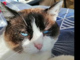 En attente d'adoption : chat Siamois chocolat et blanc