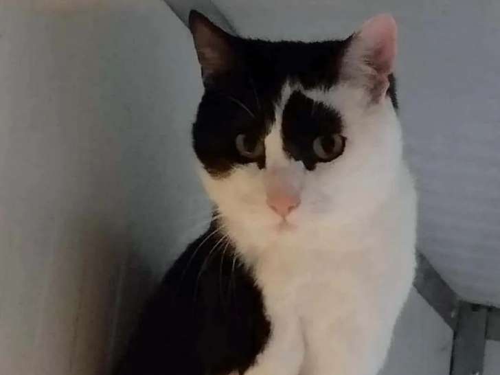 Chat d'un an disponible à l'adoption