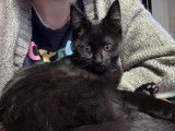 Disponible à l'adoption : chaton femelle noir