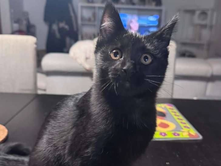 Disponible à l'adoption : chaton femelle noir