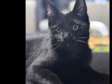 Disponible à l'adoption : chaton femelle noir
