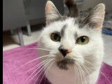 En attente d'adoption : chatte de 3 ans